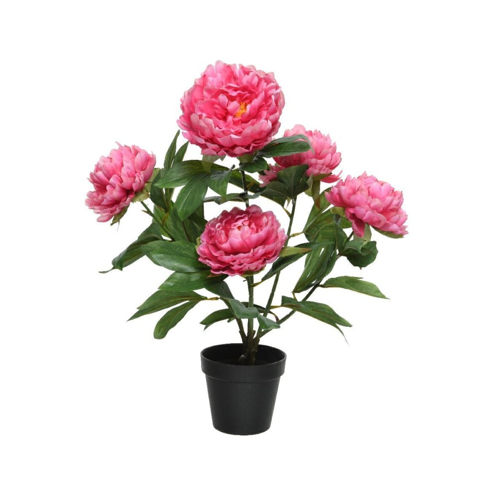 PIANTA PEONIA FUXIA H57